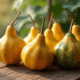 Melons hornes récoltés sur une table en bois rustique