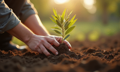 Main plantant un olivier dans un sol riche en lumière naturelle