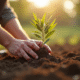 Main plantant un olivier dans un sol riche en lumière naturelle